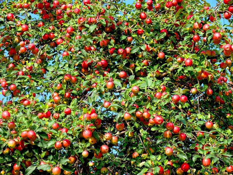 Яблоня новичок. Плодоносящий сад в Сибири. Яблоня 3 метра искусственная.