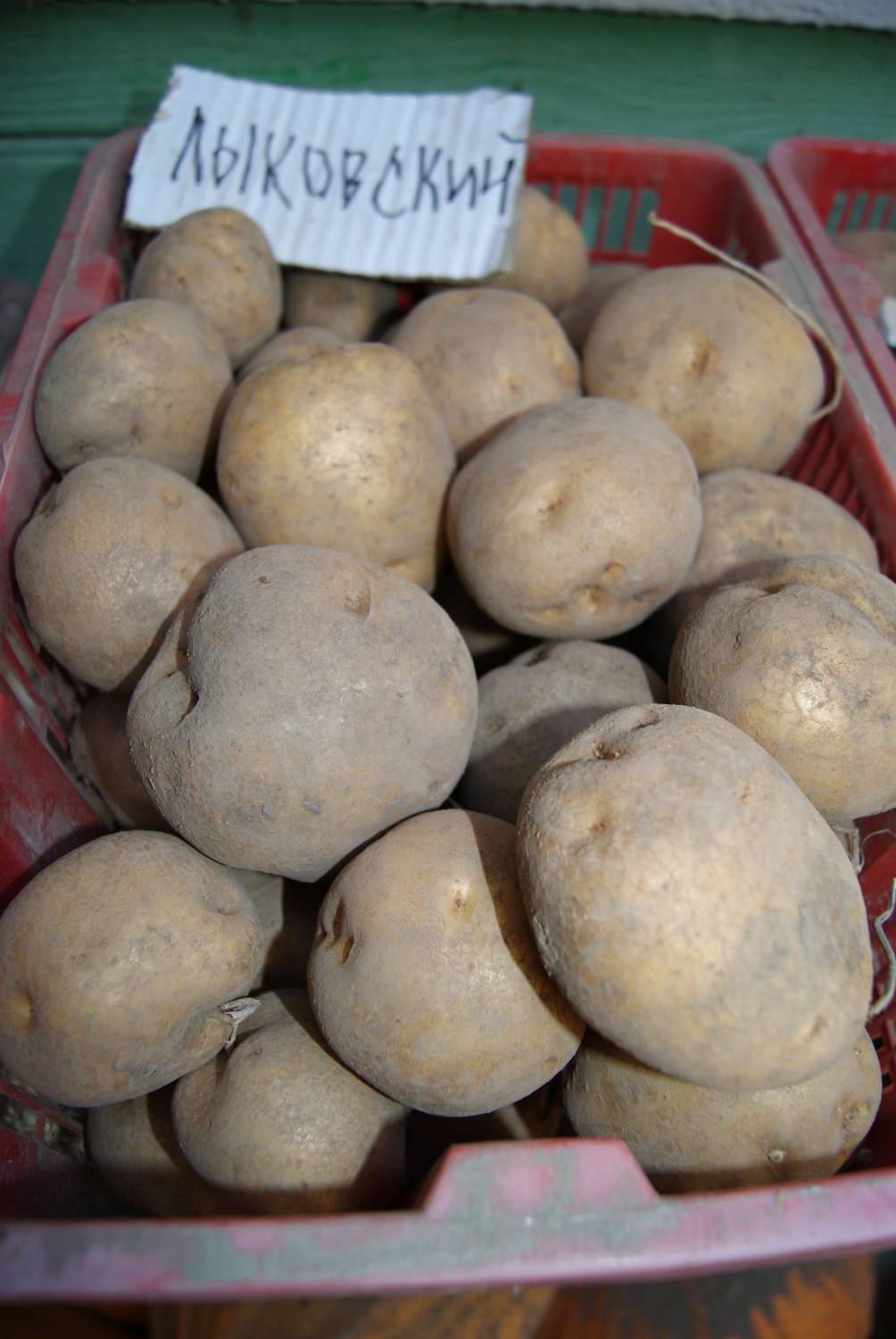 Сорт картофеля Наташа